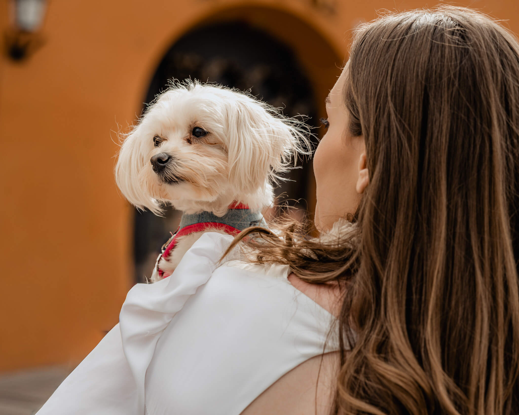 modern bridal portrait holding small dog with natural light