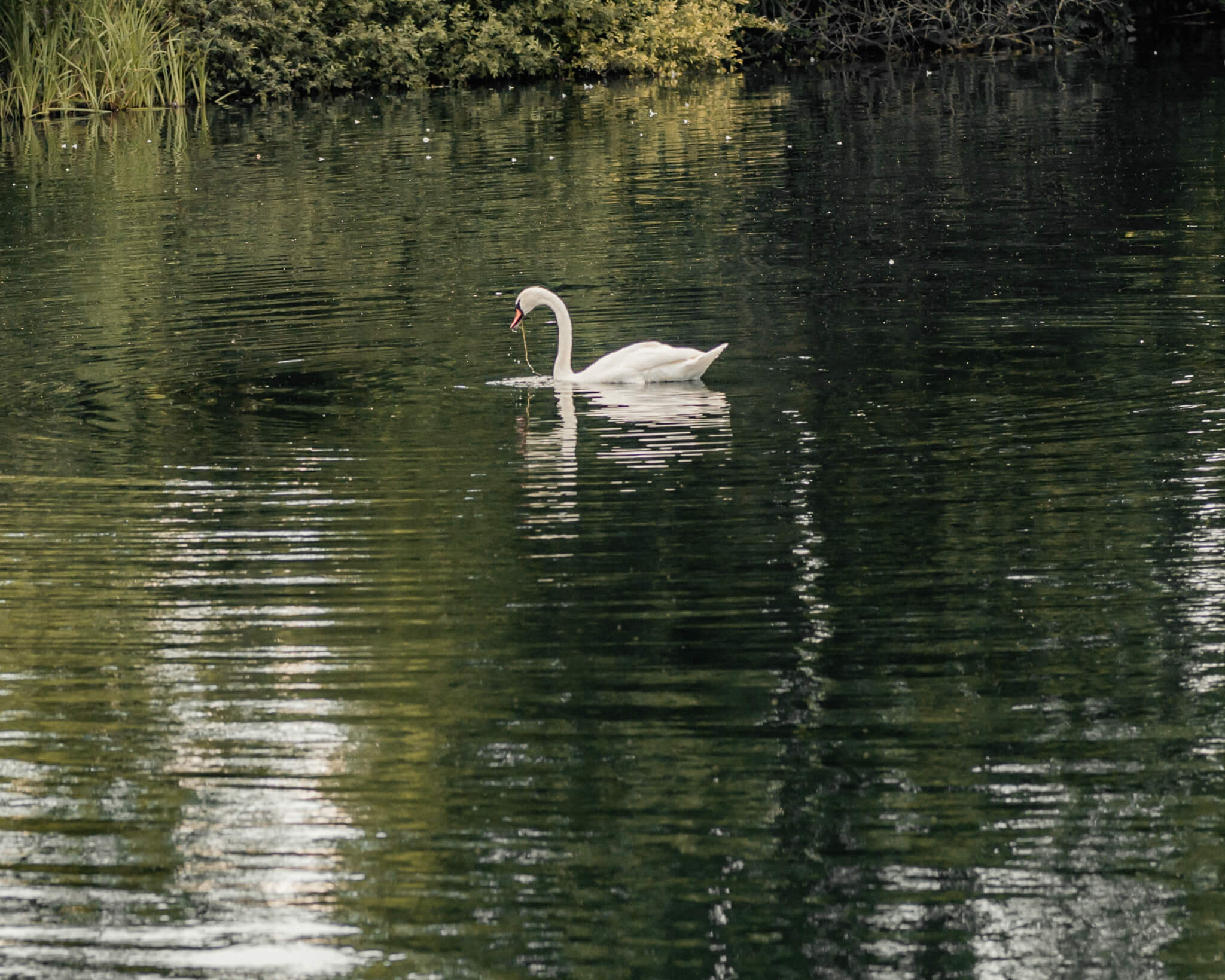 Swan gliding across calm lake with soft reflections