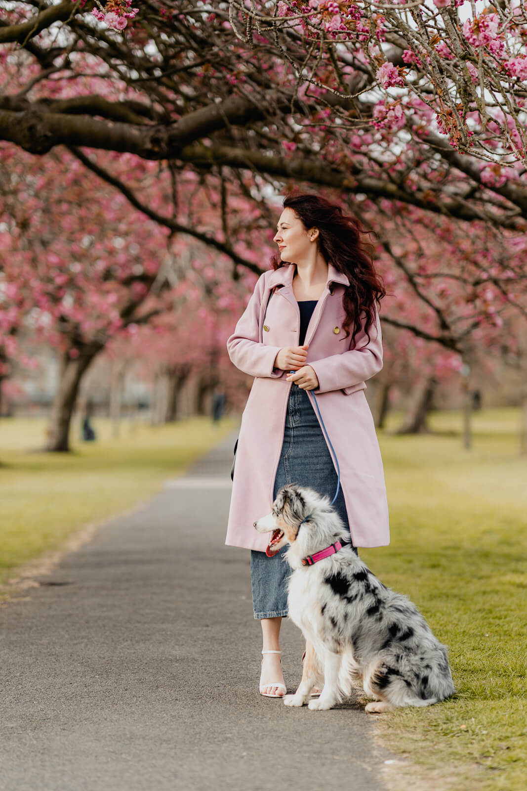 Woman with her dog under cherry blossom trees in Harrogate during a spring photo session