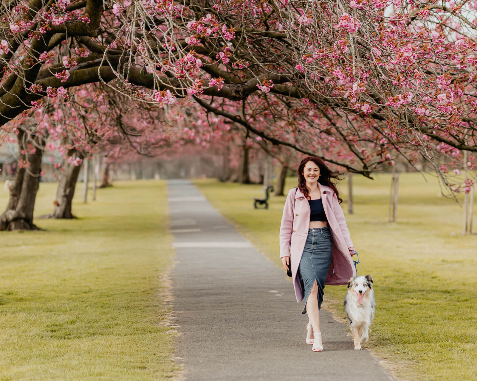 Woman walking her dog under cherry blossom trees along a path in Harrogate during spring