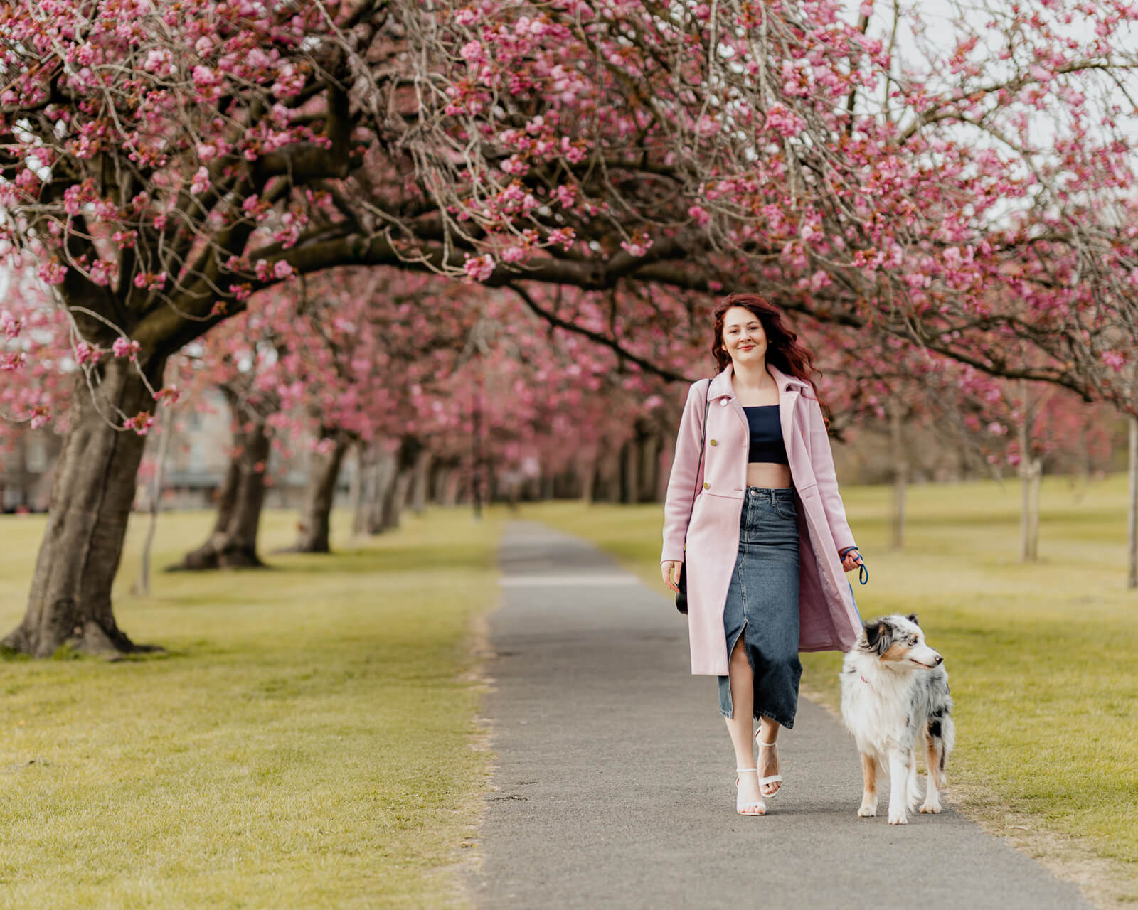 Woman walking her dog under cherry blossom trees along a path in Harrogate during spring