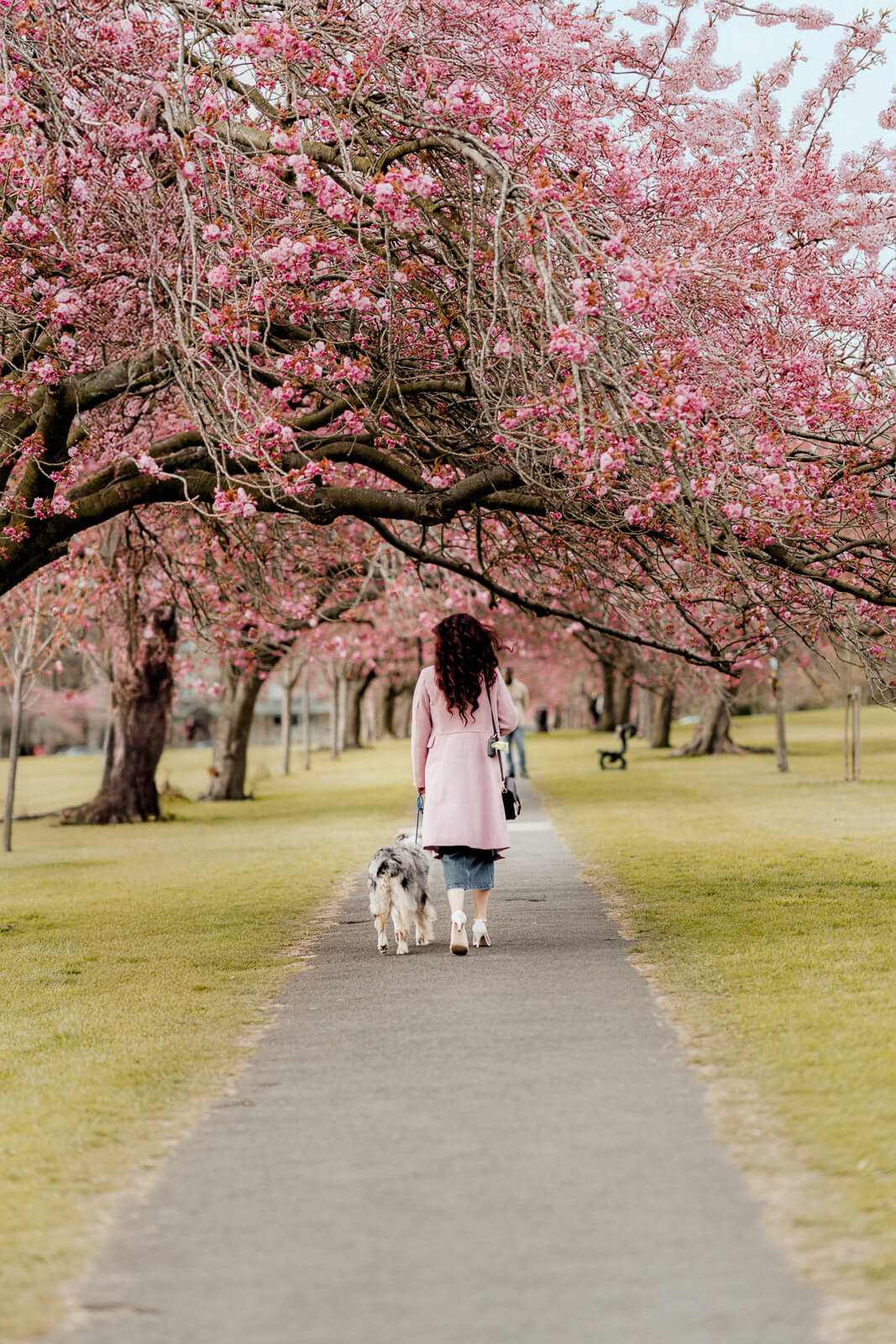 woman walking away with her dog under blooming trees