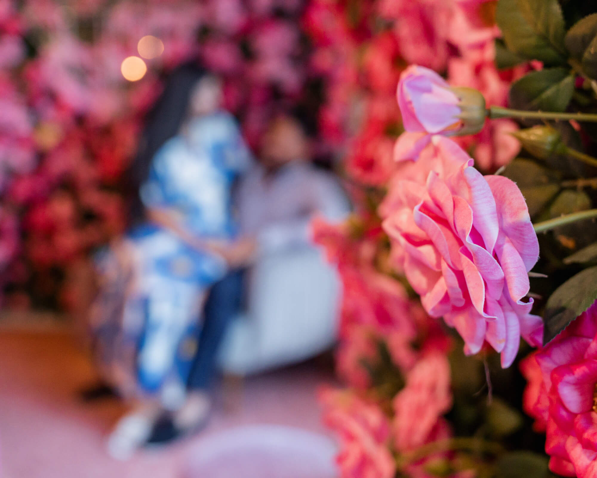 Pink flowers in focus with couple softly blurred in the background.